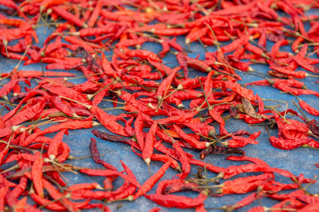 Red Chili Pepper drying at sun in the Ban Khlong Yang Village in the Province of Sa Kaeo in...