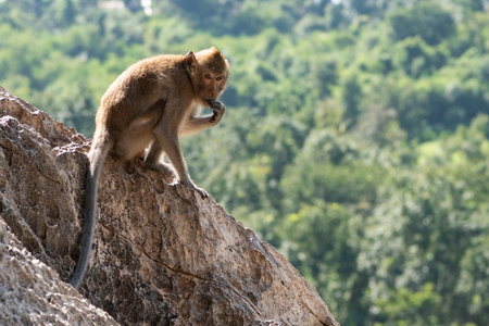 a wild monkey at the cave of Wat Tham Khao Chakan in Province of Sa Kaeo in Thailand. Thailand, Sa Kaeo, November, 15, 2025のeditorial素材