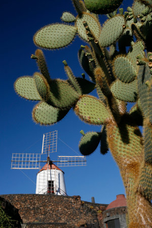 a traditional windmill at the Cactus Garden in the village of Guatiza on the Island of Lanzarote on the Canary Islands of Spain in the Atlantic Ocean. Spain, Canary Islands, Lanzarote, February, 2008のeditorial素材