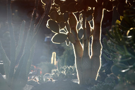 the Cactus Garden in the village of Guatiza on the Island of Lanzarote on the Canary Islands of Spain in the Atlantic Ocean. Spain, Canary Islands, Lanzarote, February, 2008のeditorial素材