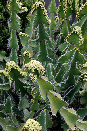the Cactus Garden in the village of Guatiza on the Island of Lanzarote on the Canary Islands of Spain in the Atlantic Ocean. Spain, Canary Islands, Lanzarote, February, 2008のeditorial素材