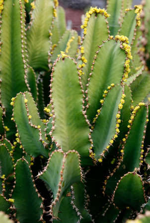 the Cactus Garden in the village of Guatiza on the Island of Lanzarote on the Canary Islands of Spain in the Atlantic Ocean. Spain, Canary Islands, Lanzarote, February, 2008のeditorial素材
