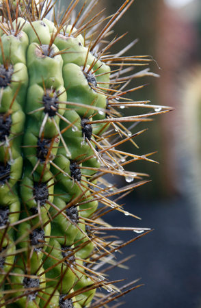 the Cactus Cactaceae or Ferocactus Fordii from Mexico at the Cactus Garden in the village of Guatiza on the Island of Lanzarote on the Canary Islands of Spain in the Atlantic Ocean. Spain, Canary Islands, Lanzarote, February, 2008のeditorial素材