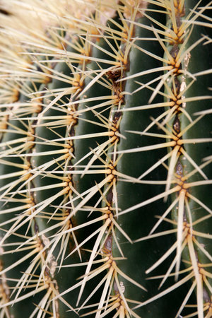 the Cactus Cactaceae or Echinocactus Grusonii from Mexico at the Cactus Garden in the village of Guatiza on the Island of Lanzarote on the Canary Islands of Spain in the Atlantic Ocean. Spain, Canary Islands, Lanzarote, February, 2008のeditorial素材
