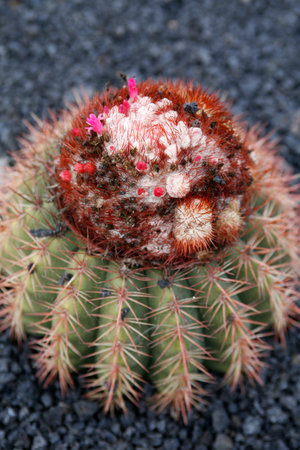 the Cactus Cactaceae or Melocactus Broadway from Tobago at the Cactus Garden in the village of Guatiza on the Island of Lanzarote on the Canary Islands of Spain in the Atlantic Ocean. Spain, Canary Islands, Lanzarote, February, 2008のeditorial素材