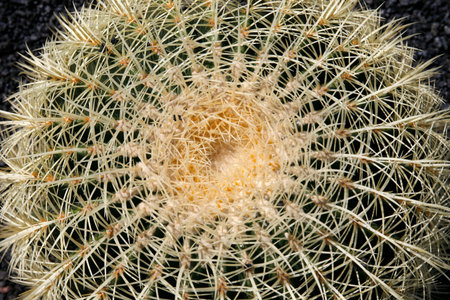 the Cactus Cactaceae or Echinocactus Grusonii from Mexico at the Cactus Garden in the village of Guatiza on the Island of Lanzarote on the Canary Islands of Spain in the Atlantic Ocean. Spain, Canary Islands, Lanzarote, February, 2008のeditorial素材