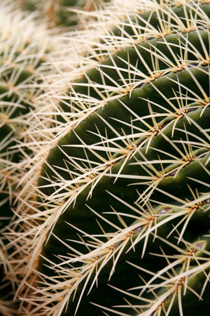 the Cactus Cactaceae or Echinocactus Grusonii from Mexico at the Cactus Garden in the village of Guatiza on the Island of Lanzarote on the Canary Islands of Spain in the Atlantic Ocean. Spain, Canary Islands, Lanzarote, February, 2008のeditorial素材