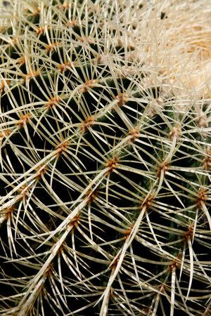 the Cactus Cactaceae or Echinocactus Grusonii from Mexico at the Cactus Garden in the village of Guatiza on the Island of Lanzarote on the Canary Islands of Spain in the Atlantic Ocean. Spain, Canary Islands, Lanzarote, February, 2008のeditorial素材