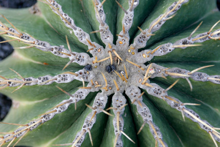 the Cactus Cactaceae or Ferocactus Schwarzii from Mexico at the Cactus Garden in the village of Guatiza on the Island of Lanzarote on the Canary Islands of Spain in the Atlantic Ocean. Spain, Canary Islands, Lanzarote, February, 2008のeditorial素材