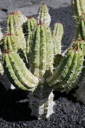 the Cactus Garden in the village of Guatiza on the Island of Lanzarote on the Canary Islands of Spain in the Atlantic Ocean. Spain, Canary Islands, Lanzarote, February, 2008のeditorial素材
