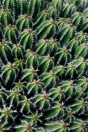 the Cactus Euphorbiaceae or Euphorbia Echinus from Morocco at the Cactus Garden in the village of Guatiza on the Island of Lanzarote on the Canary Islands of Spain in the Atlantic Ocean. Spain, Canary Islands, Lanzarote, February, 2008のeditorial素材