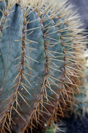 the Cactus Cactaceae or Ferocactus Glaucescens from Mexico at the Cactus Garden in the village of Guatiza on the Island of Lanzarote on the Canary Islands of Spain in the Atlantic Ocean. Spain, Canary Islands, Lanzarote, February, 2008のeditorial素材