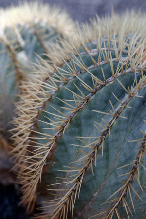 the Cactus Cactaceae or Ferocactus Glaucescens from Mexico at the Cactus Garden in the village of Guatiza on the Island of Lanzarote on the Canary Islands of Spain in the Atlantic Ocean. Spain, Canary Islands, Lanzarote, February, 2008のeditorial素材