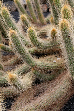 the Cactus Cactaceae or Echinopsis or Thelengonoides from Argentina at the Cactus Garden in the village of Guatiza on the Island of Lanzarote on the Canary Islands of Spain in the Atlantic Ocean. Spain, Canary Islands, Lanzarote, February, 2008のeditorial素材