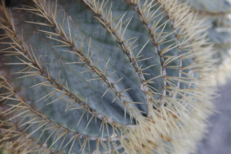 the Cactus Cactaceae or Ferocactus Glaucescens from Mexico at the Cactus Garden in the village of Guatiza on the Island of Lanzarote on the Canary Islands of Spain in the Atlantic Ocean. Spain, Canary Islands, Lanzarote, February, 2008のeditorial素材