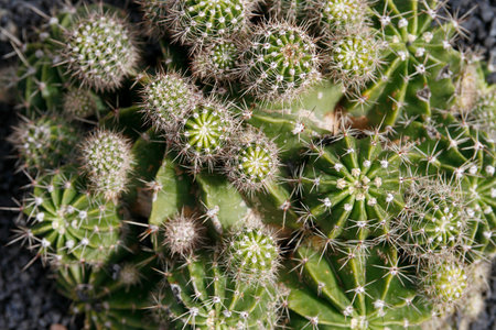 the Cactus Cactaceae or Echinopsis or Schickendantzii from Argentina at the Cactus Garden in the village of Guatiza on the Island of Lanzarote on the Canary Islands of Spain in the Atlantic Ocean. Spain, Canary Islands, Lanzarote, February, 2008のeditorial素材