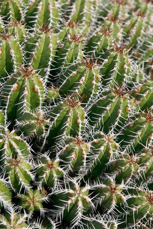 the Cactus Euphorbiaceae or Euphorbia Echinus from Morocco at the Cactus Garden in the village of...