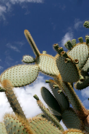 the Cactus Cactaceae or Opuntia Galapageia from Colombia and Galapagos at the Cactus Garden in the...
