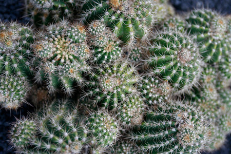the Cactus Cactaceae or Echinopsis or Echinopsis Smrziana from Argentina at the Cactus Garden in the village of Guatiza on the Island of Lanzarote on the Canary Islands of Spain in the Atlantic Ocean. Spain, Canary Islands, Lanzarote, February, 2008のeditorial素材
