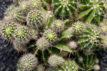 the Cactus Cactaceae or Echinopsis or Schickendantzii from Argentina at the Cactus Garden in the...