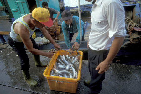 the fishmarket at the Harbor of the Fishing Village of Keelung on the Pacific Ocean in North Taiwan of East Aasia. Taiwan, Taipei, May, 2001のeditorial素材