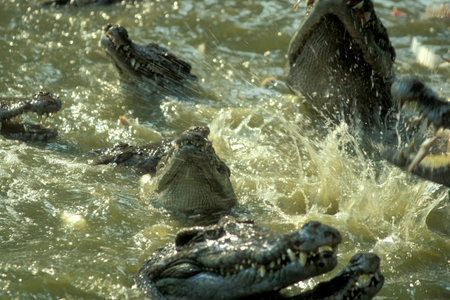 Crocodiles at a Crocodile Farm near the City of Siem Riep in the west of Cambodia. Cambodia, Siem Reap, February, 2001のeditorial素材
