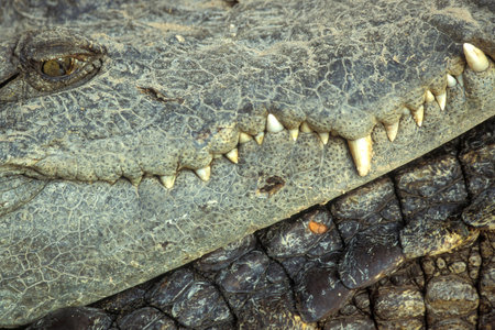 Crocodiles at a Crocodile Farm near the City of Siem Riep in the west of Cambodia. Cambodia, Siem Reap, February, 2001のeditorial素材