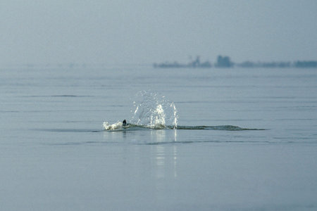 a mekong river Dolphin on the Mekong river at the village of Kratie in the centre of Cambodia.  Cambodia, Kampong Cham, February, 2001,のeditorial素材