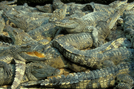 Crocodiles at a Crocodile Farm near the City of Siem Riep in the west of Cambodia. Cambodia, Siem Reap, February, 2001のeditorial素材