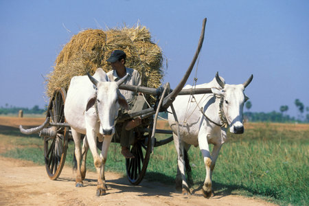 a Ox Cart at a rice Field near the city of Phnom Penh of Cambodia.  Cambodia, Phnom Penh, February,...