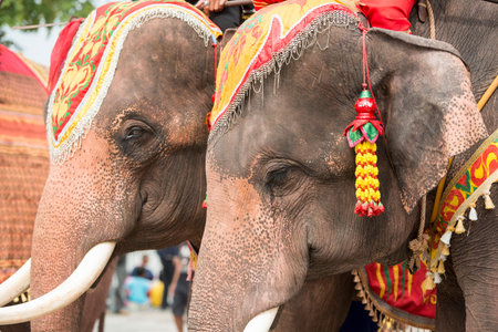 a elephant show at the tradititional Longboat Race at the Mun river of the town of Satuek north of...