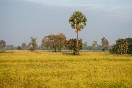 a field and Landscape near the city of Buriram in the province of Buri Ram in Isan in Northeast thailand.  Thailand, Buriram, November, 2017のeditorial素材