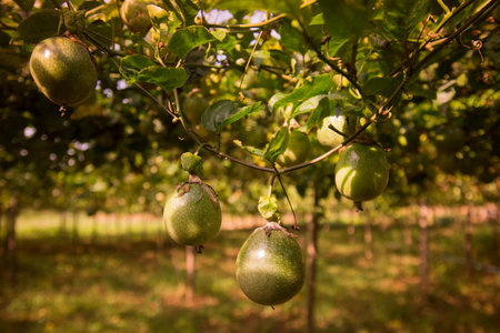 a passion fruit plantation near the city of Chiang Rai in North Thailand.