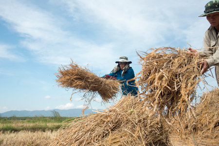 rice farmer at the earning of rice on a ricefield in the north of the city Chiang Rai in North...