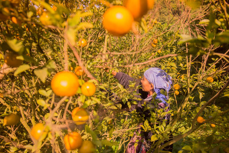 amandarine or orange plantation near the city of Chiang Rai in North Thailand.