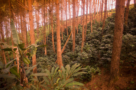 a coffee plantation near Doi Tung north of the city of Chiang Rai in North Thailand.