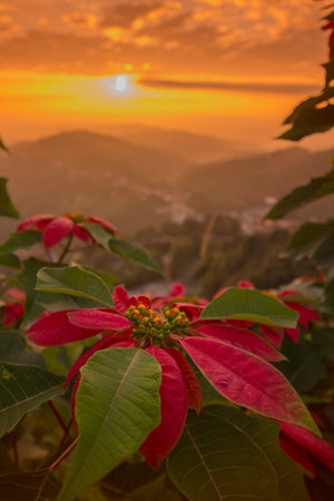 the landscape and sunrise over the town of Mae Salong north of the city Chiang Rai in North Thailand.のeditorial素材