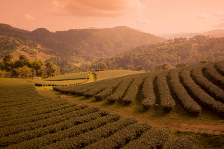 the tea plantation at the town of Mae Salong north of the city Chiang Rai in North Thailand.