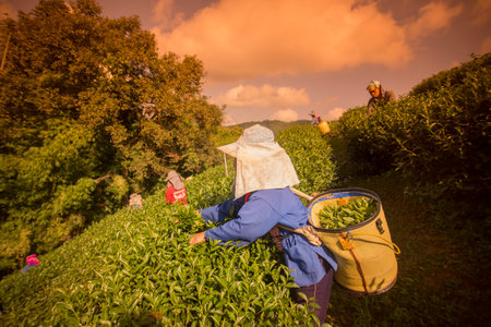 tea Harvest and earning at the tea plantation at the town of Mae Salong north of the city Chiang Rai in North Thailand.のeditorial素材
