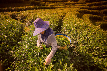 tea Harvest and earning at the tea plantation at the town of Mae Salong north of the city Chiang Rai in North Thailand.のeditorial素材