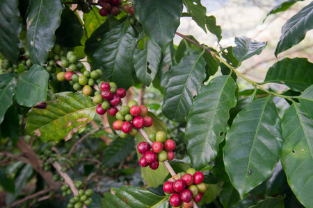 coffee Harvest and earning at the coffee plantation at the town of Mae Salong north of the city Chiang Rai in North Thailand.のeditorial素材