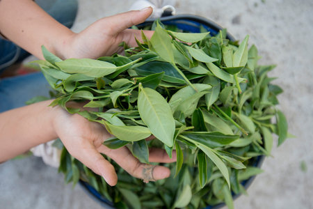 tea leaves earning at the tea plantation at the town of Mae Salong north of the city Chiang Rai in...