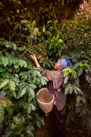 coffee Harvest and earning at the coffee plantation at the town of Mae Salong north of the city Chiang Rai in North Thailand.のeditorial素材