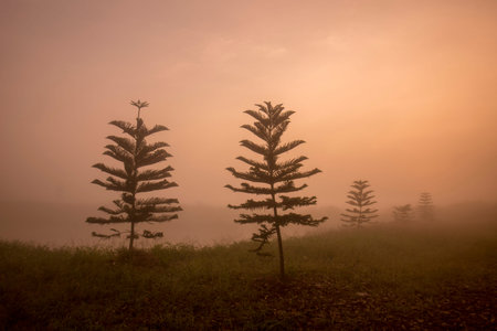 the landscape in the mornig fog in the province of Chiang Rai in North Thailand.のeditorial素材