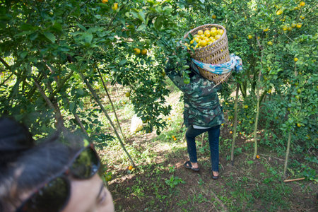 amandarine or orange plantation near the city of Chiang Rai in North Thailand.