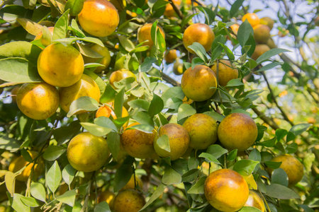 amandarine or orange plantation near the city of Chiang Rai in North Thailand.