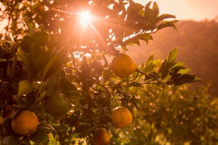 amandarine or orange plantation near the city of Chiang Rai in North Thailand.