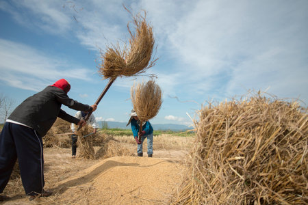 rice farmer at the earning of rice on a ricefield in the north of the city Chiang Rai in North...