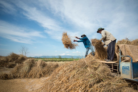 rice farmer at the earning of rice on a ricefield in the north of the city Chiang Rai in North...