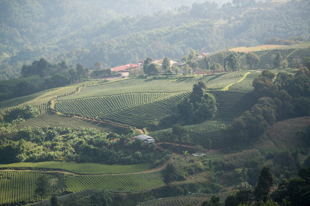 the tea plantation at the town of Mae Salong north of the city Chiang Rai in North Thailand.